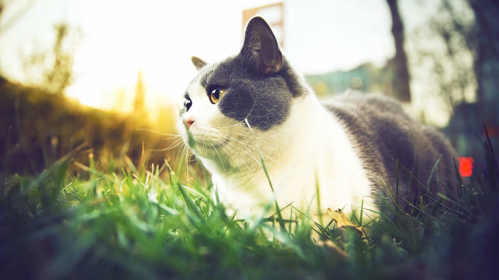 老鹰展翅撕破雷霆！利拉德39分诠释何为关键先生